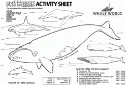 Orca Whale Coloring Page