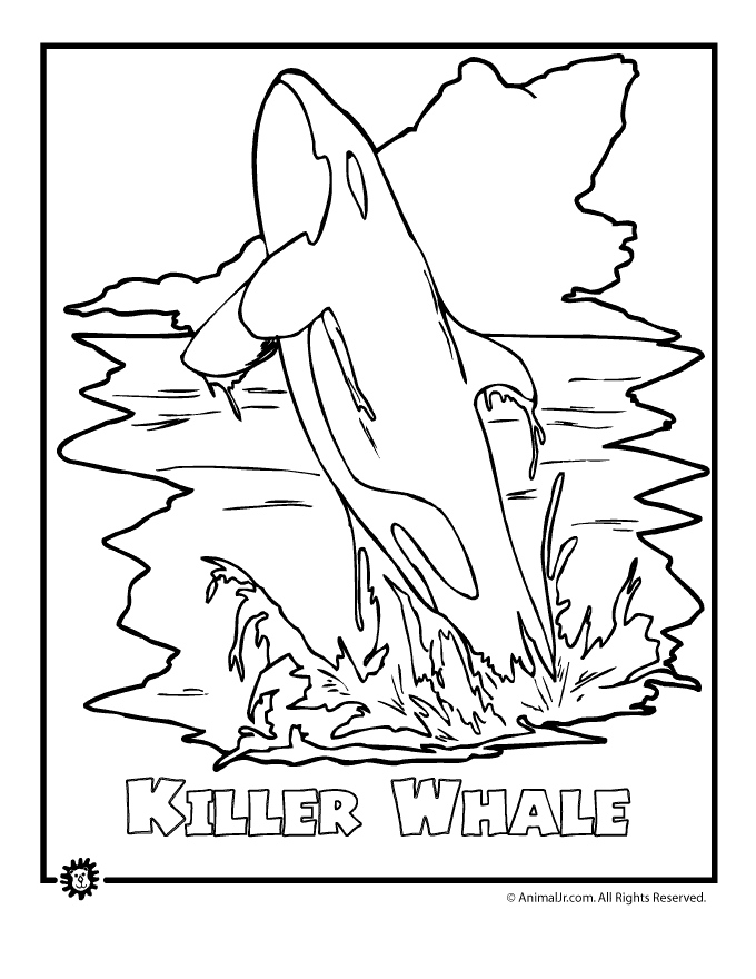 Killer Whale Endangered Animal Coloring Page