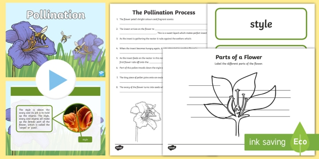 Ks Pollination Lesson Teaching Pack Teacher Made