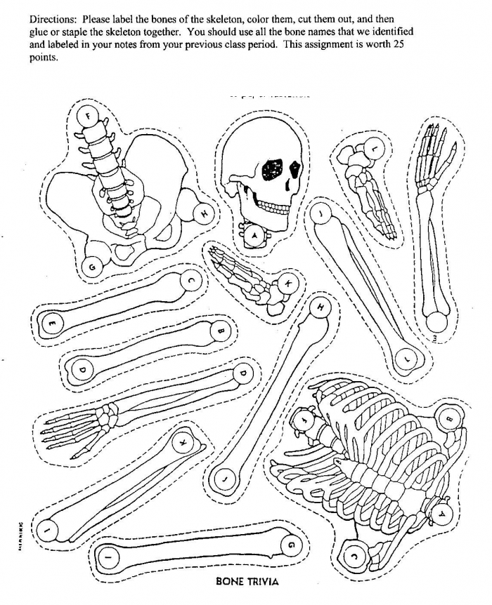 paper-skeleton-worksheets-99worksheets