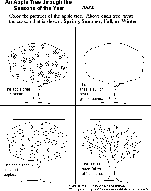 Seasons Of An Apple Tree Worksheet