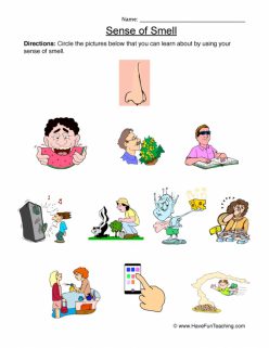Our Five Senses: Smell