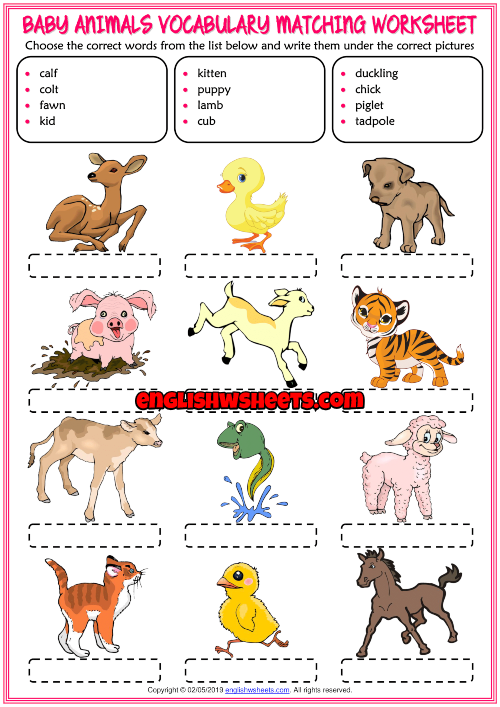 Baby Animals Worksheets | 99Worksheets Baby Animals Worksheets | 99Worksheets