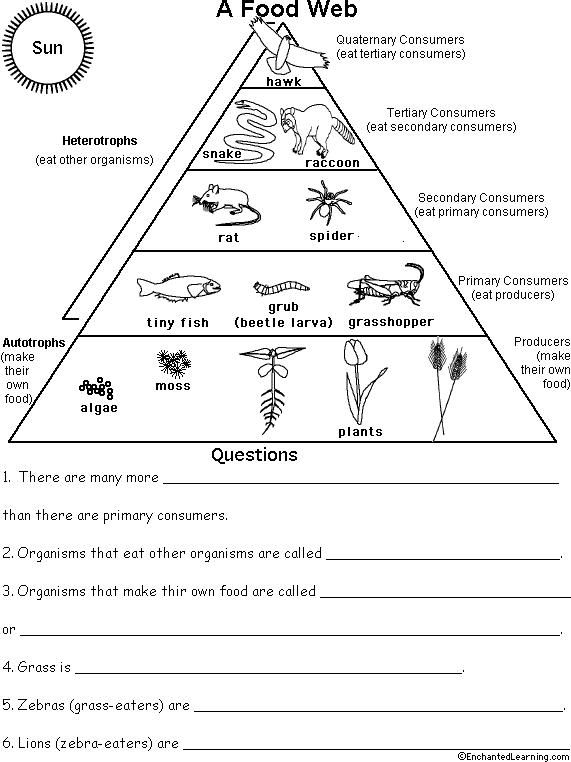 Food Chain Pyramid Worksheets 99worksheets English Teaching 