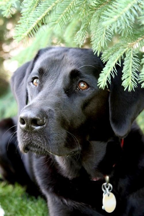 Black Labrador  Animalsandpets If You Love Labradors Visit Our