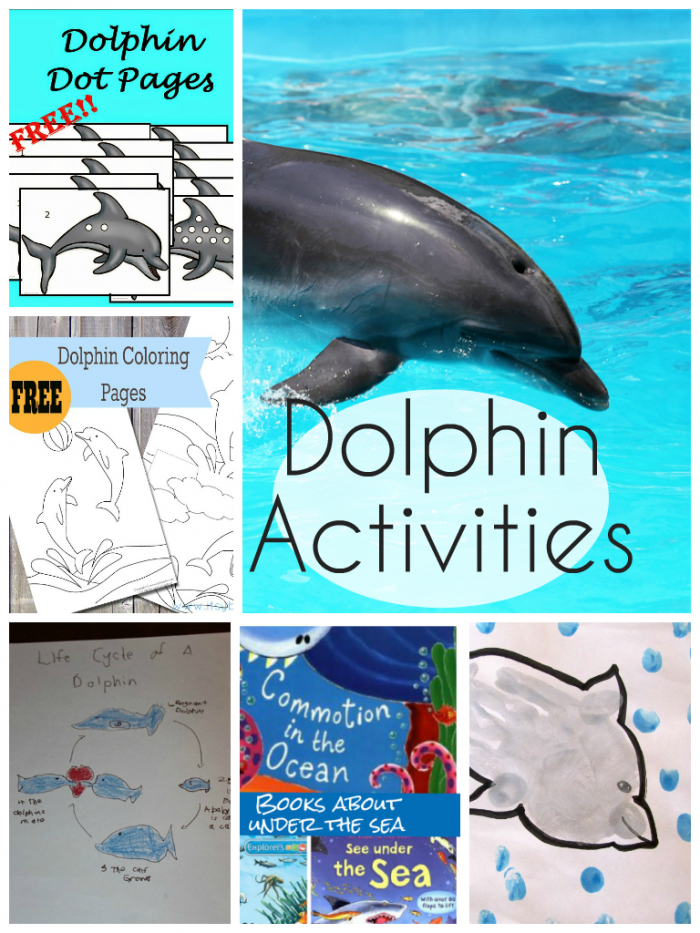 Dolphin Unit Study Ideas