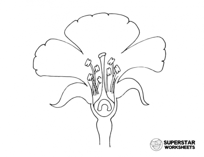 Excelent Coloring Worksheets For Kindergarten Flower