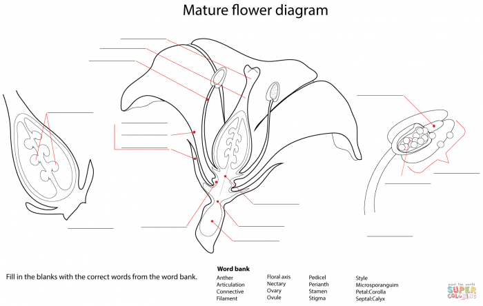 Flower Diagram Worksheet Coloring Page