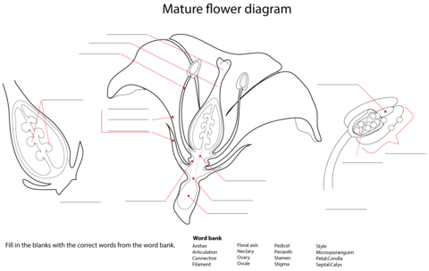 Flower Diagram Worksheet Coloring Page