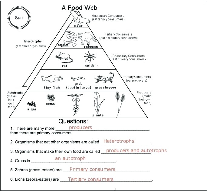 Food Chain Web Worksheet Energy Pyramid