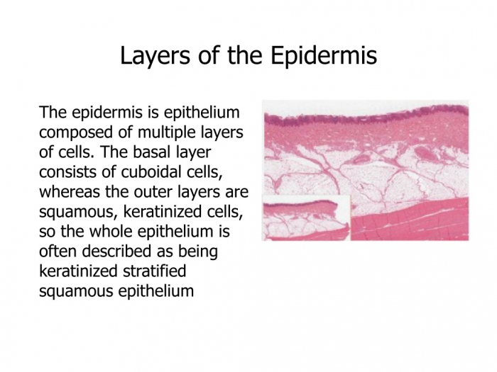 Layers Of The Epidermis Worksheet