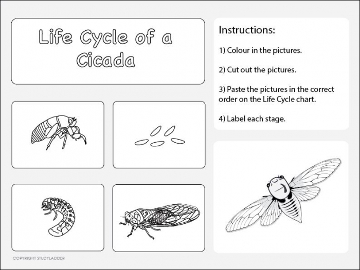 Life Cycle Of A Cicada Worksheet   Science Skills Online
