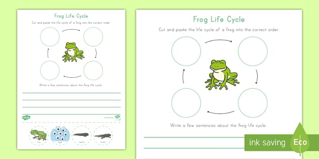 Life Cycle Of A Frog Worksheet For Kids In K
