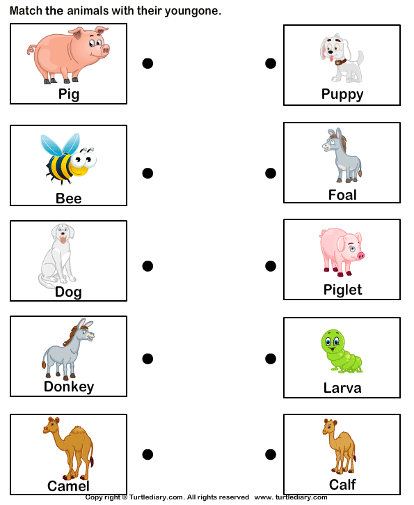Baby Animals Worksheets 99Worksheets