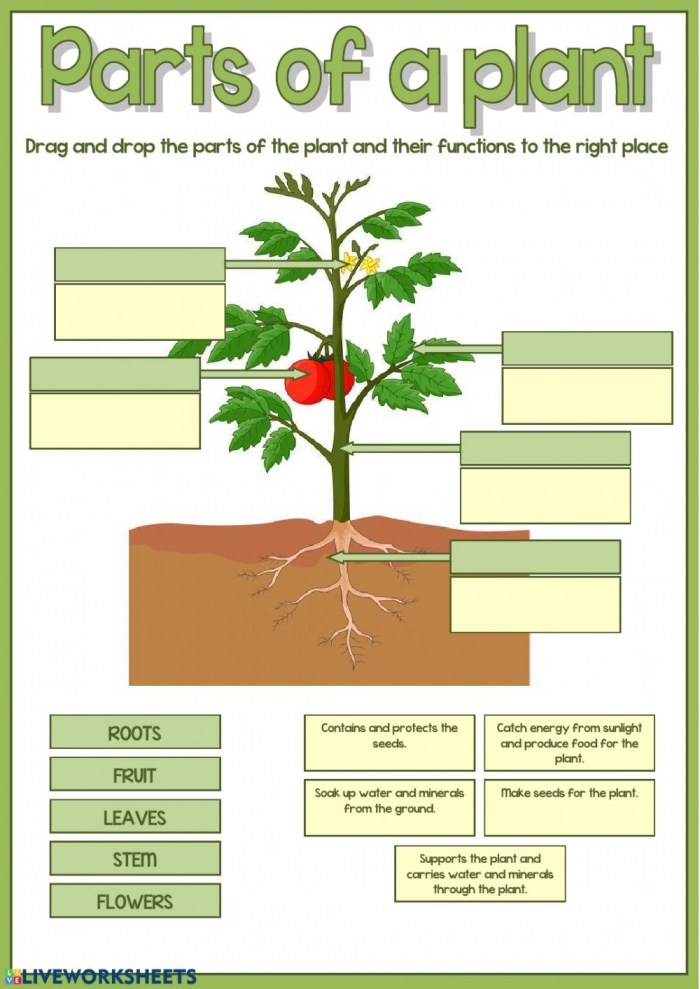 plant-parts-worksheets-99worksheets