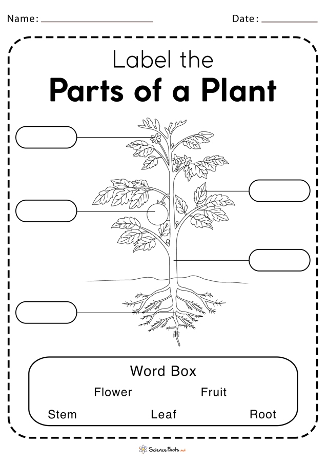 parts-of-the-plant-kindergarten-worksheets-printable-kindergarten