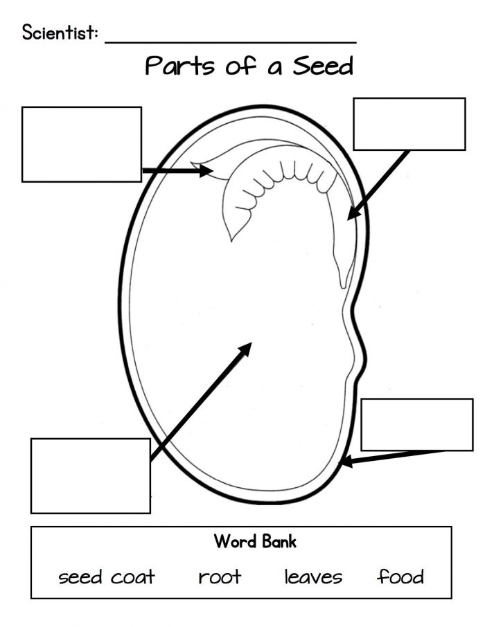 Parts Of A Seed Worksheets