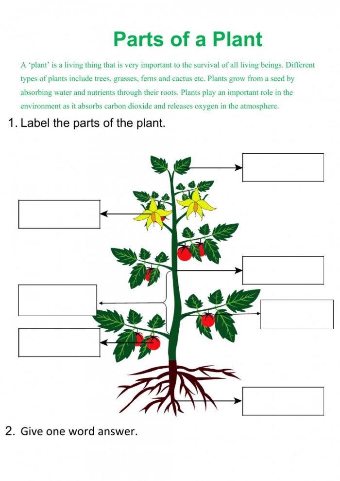 kindergarten-learning-match-the-parts-of-a-plant-parts-of-a-plant