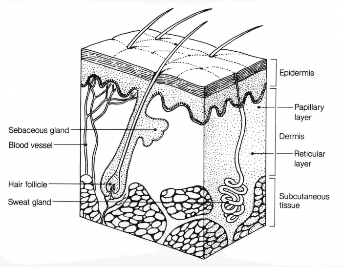 Skin Integumentary System Worksheet