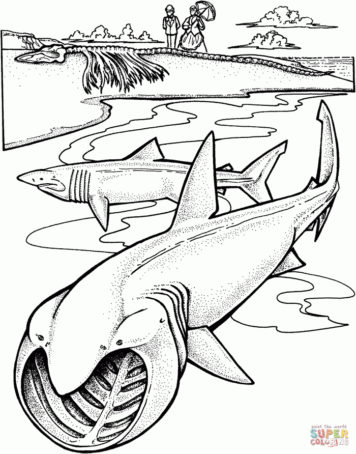 Two Basking Sharks Coloring Page From Basking Shark Category