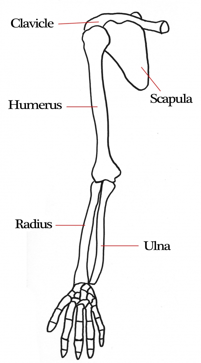 human skeleton arms