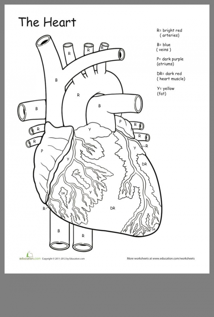Awesome Anatomy If I Only Had A Heart