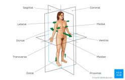 Body Basics: Work Anatomy Vocab