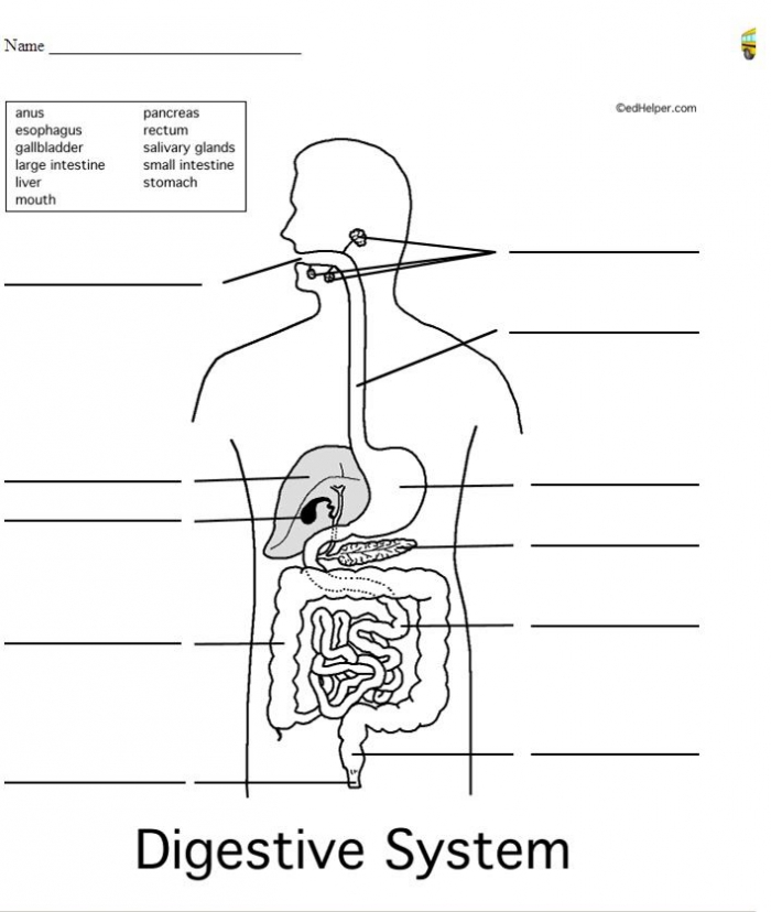 human-digestive-system-diagram-worksheets-99worksheets