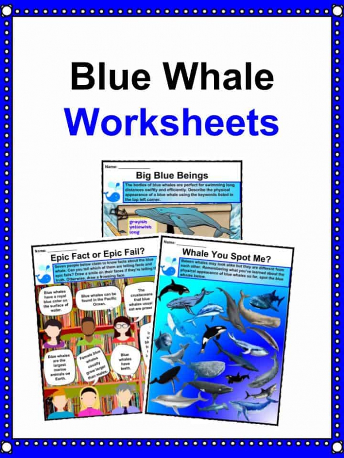 Blue Whale Facts  Worksheets  Habitat  Diet   Information For Kids