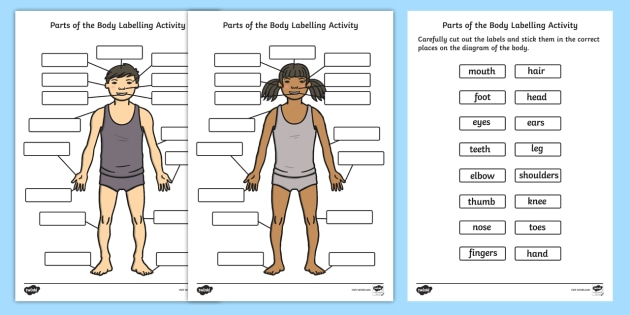 Body Parts Worksheet