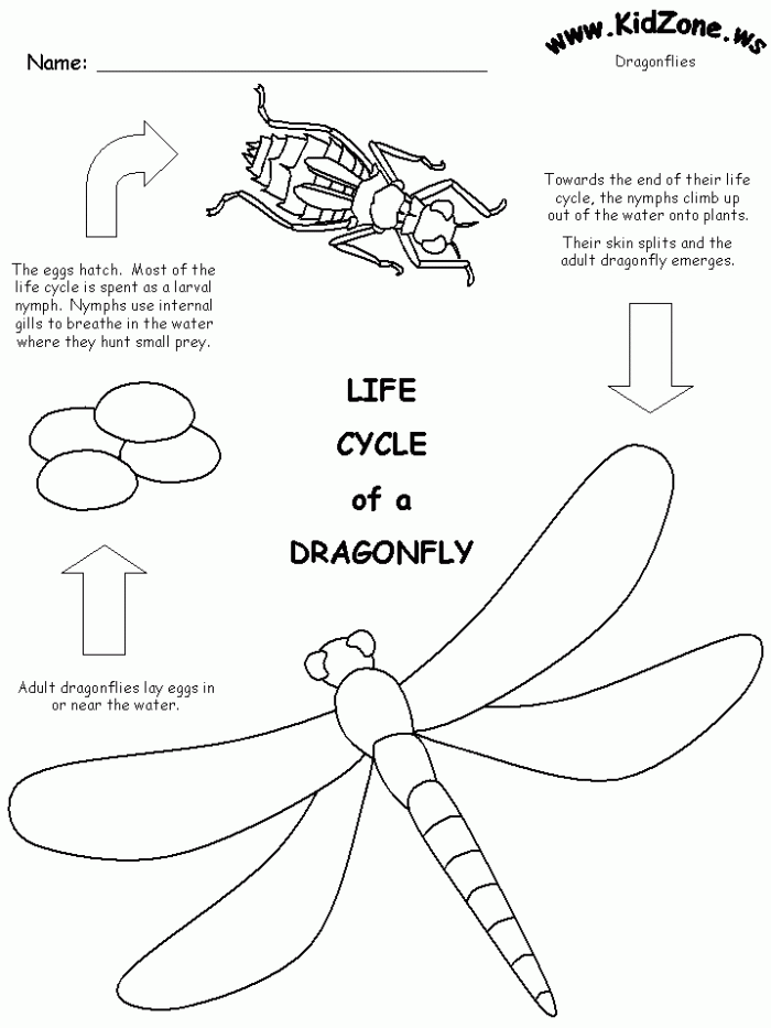 Dragonfly Life Cycle Worksheet