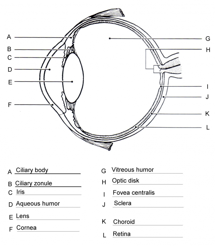 Eye Lateral Section Solutionjpg