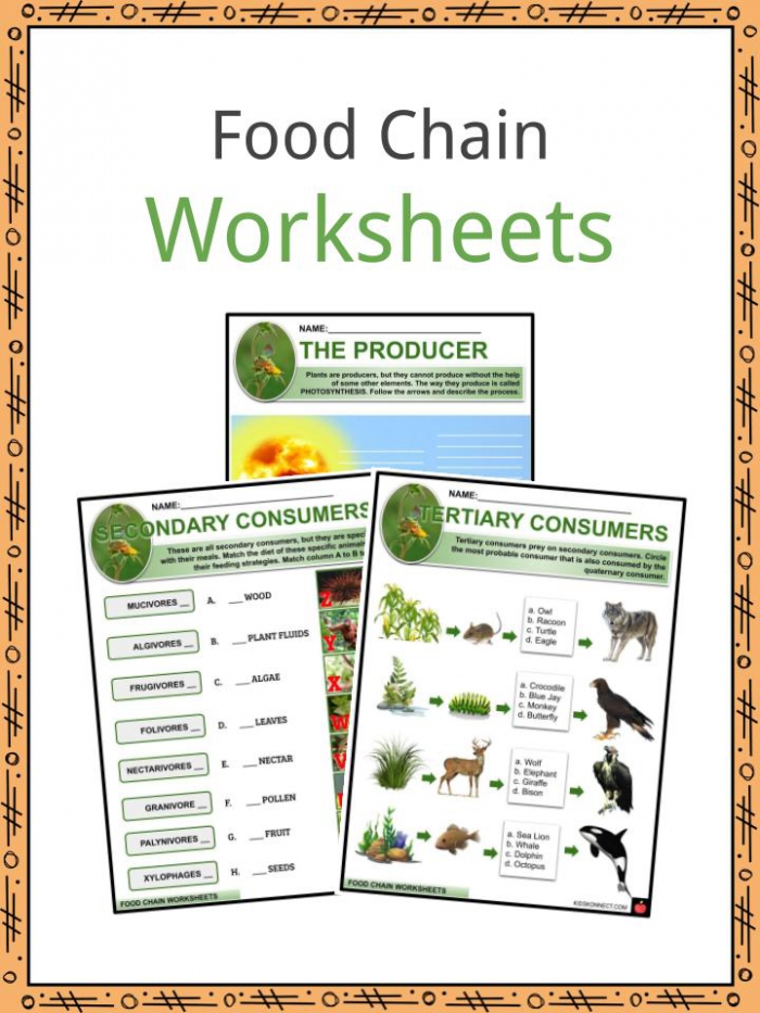 Food Chain Facts  Worksheets   Tale Of Survival For Kids