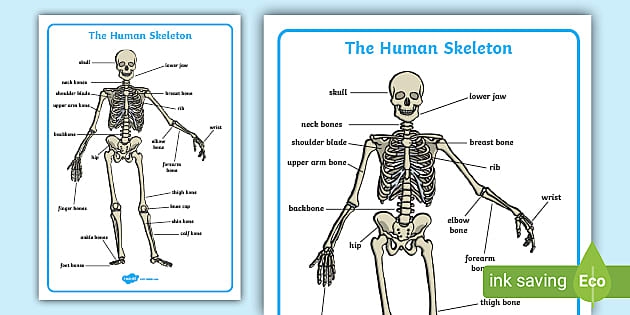 Human Skeleton Labelling Sheet