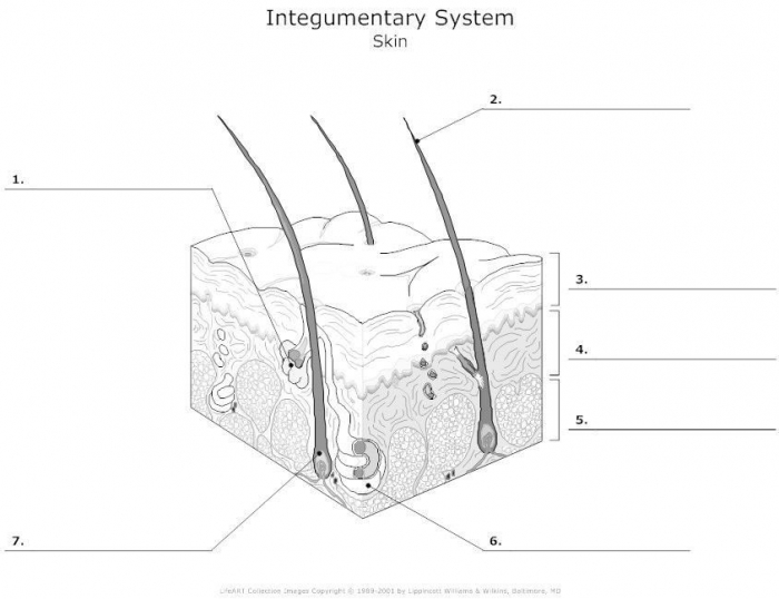 Integumentary System Diagram To Label Awesome Free Coloring Pages
