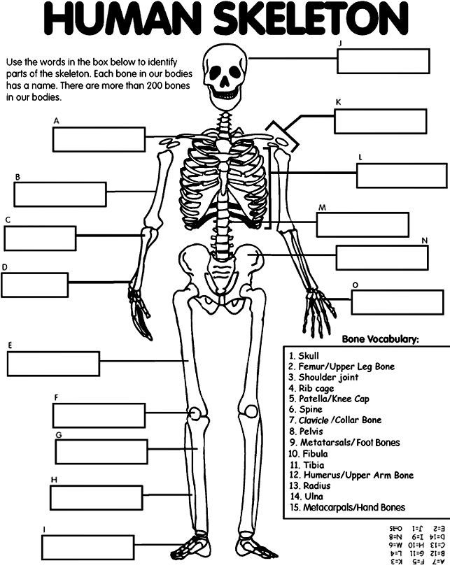 Joints Of The Body Worksheet Or Funky Skeletal Diagrams Mold