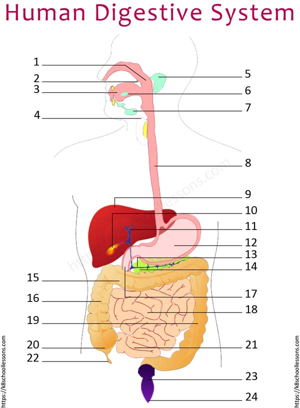 Human Digestive System Diagram Worksheets | 99Worksheets