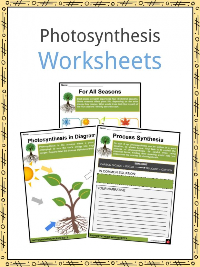Photosynthesis Facts  Information   Worksheets For Kids