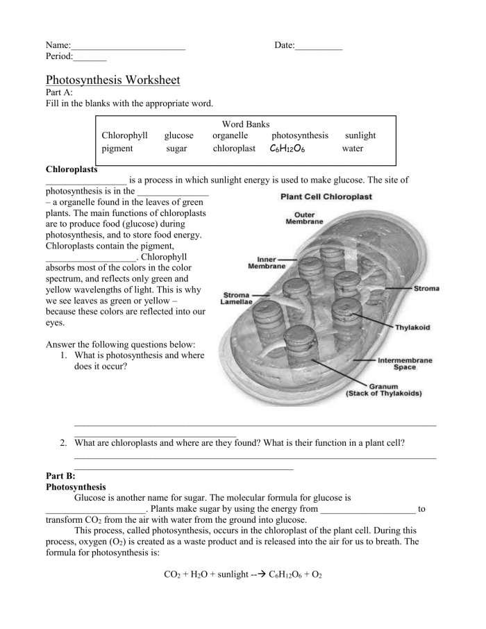 Photosynthesis Worksheet