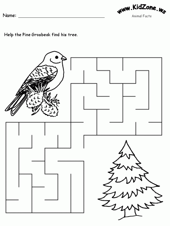 Pine Grosbeak Maze