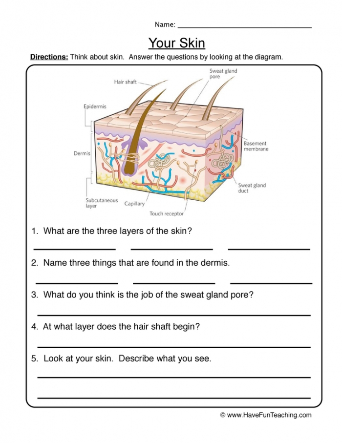 Skin Diagram Worksheet  Have Fun Teaching