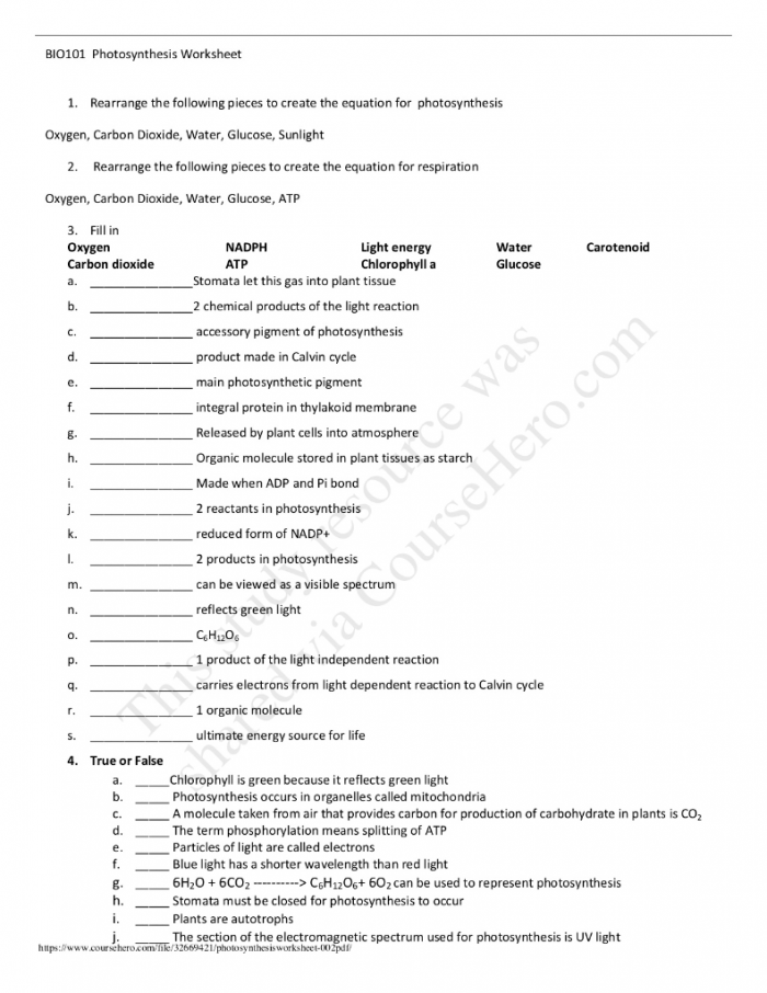 Solved Bio Photosynthesis Worksheet  Rearrange The F