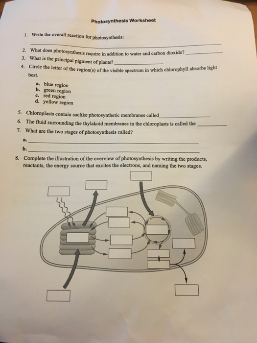 Solved Photosynthesis Worksheet  Write The Overall Reac