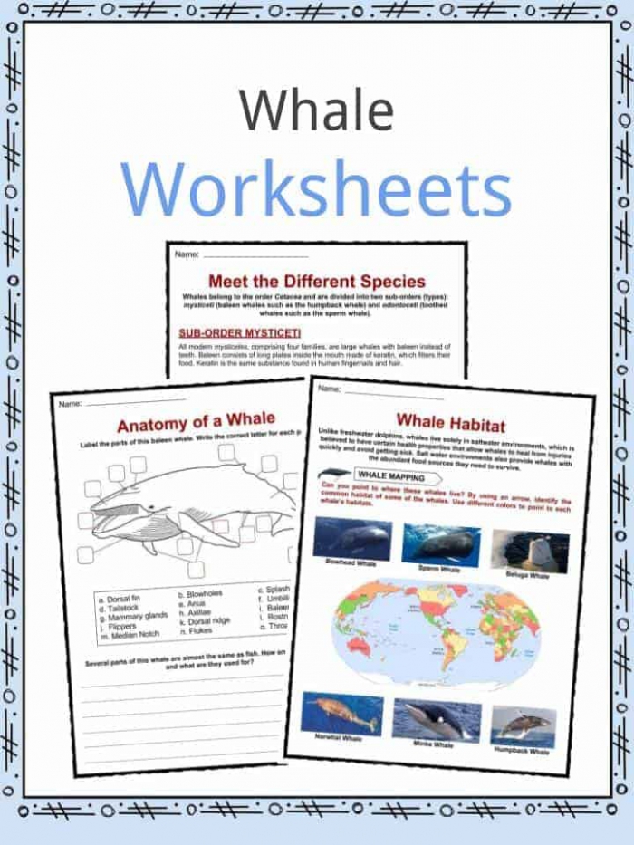 Whale Facts  Worksheets  Species  Diet   Information For Kids