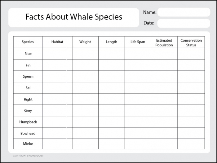 Whale Facts Worksheet A