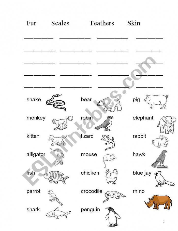 Animalsbodycovering Body Coverings Of Animals Worksheets