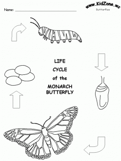 Color The Life Cycle: Butterfly
