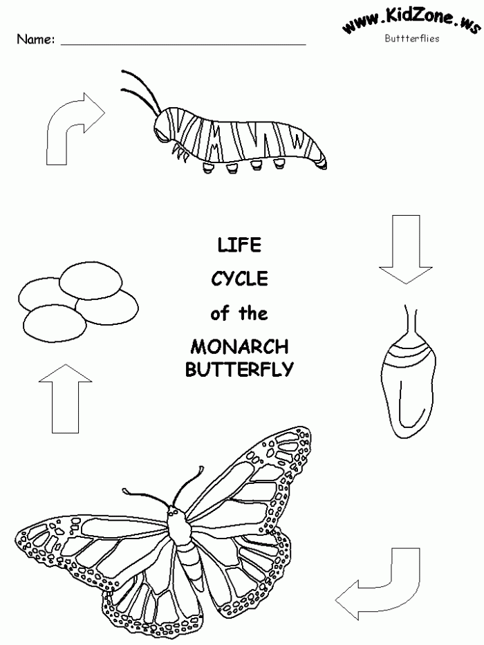 Coloring Pages Butterfly Life Cycle