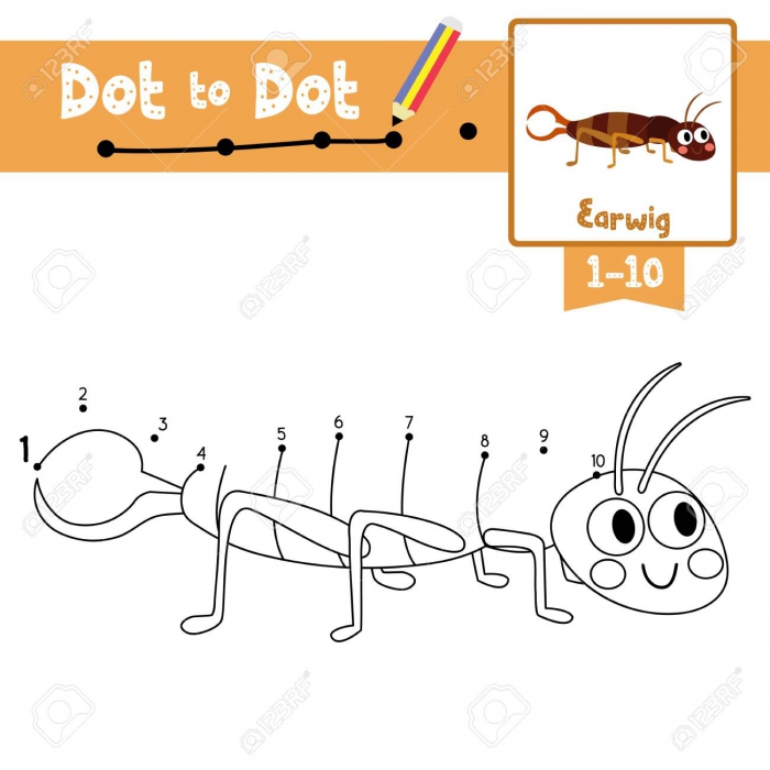 Dot To Dot Educational Game And Coloring Book Of Earwig Animals