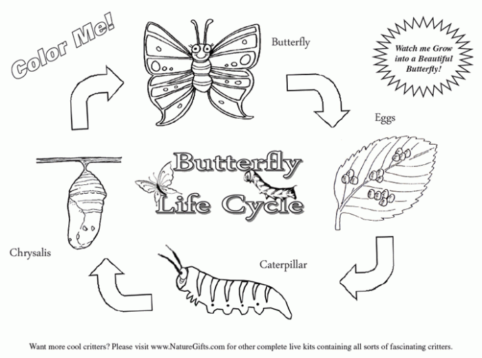 Free Butterfly Coloring Pages Butterfly Life Cycle